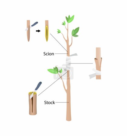 Illustration for Illustration of biology and agriculture, Approach Grafting, Grafting is a horticultural technique whereby tissues of plants are joined so as to continue their growth together - Royalty Free Image