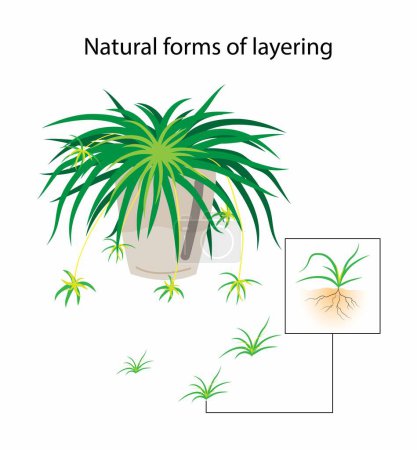 Illustration for Illustration of biology and agriculture, Natural forms of layering, Plant Propagation, Ground layering, Plants that produce stolons are propagated by severing the new plants from their parent stems - Royalty Free Image