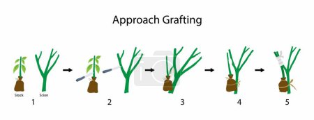 Illustration for Illustration of biology and agriculture, Approach Grafting, Grafting is a horticultural technique whereby tissues of plants are joined so as to continue their growth together - Royalty Free Image
