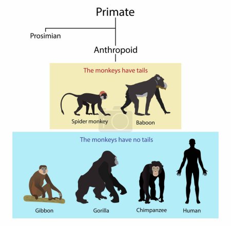 Ilustración de Ilustración de la biología y la evolución humana, Los monos y los simios son diferentes, Los monos tienen colas, Los simios no tienen colas - Imagen libre de derechos