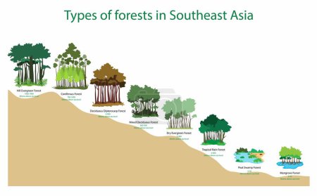 Illustration for Illustration of biology and forests, Types of forests in Southeast Asia, Different types of forests at different elevations, tropical forest, evergreen rainforests, equatorial rainforest - Royalty Free Image