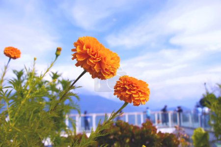 Foto de Flor amarilla vibrante cautiva contra un cielo azul vivo, un primer plano fascinante que captura el brillo de la naturaleza y la esencia de la serenidad soleada. - Imagen libre de derechos