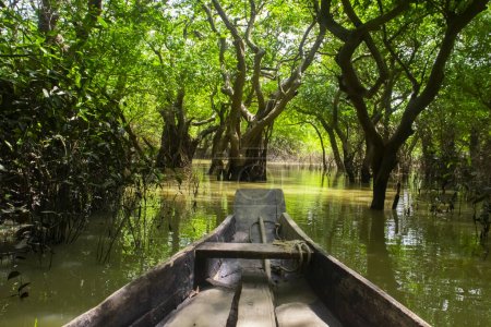 Un barco está en el bosque pantanoso de Bangladesh