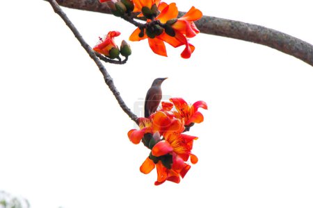 Dans la saison printanière vibrante du Bangladesh, au milieu du feuillage luxuriant de l'arbre Bombax ceiba, on peut voir la vue à couper le souffle d'un bel oiseau. 