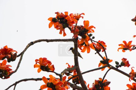 En la vibrante temporada de primavera de Bangladesh, en medio del frondoso follaje del árbol de Bombax ceiba, se puede presenciar la encantadora vista de un hermoso pájaro. 