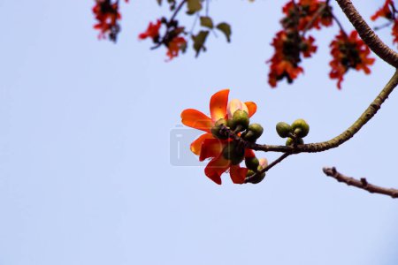 Der Bombax-Ceiba-Baum, der in Bangladesch auch als Seidenbaumwollbaum oder Shimul bekannt ist, erblüht im Frühling in voller Blüte. Sein Kronendach wird zu einem Schauspiel feuerroter Blüten, die einen wunderschönen Kontrast zum üppigen grünen Laub bilden.