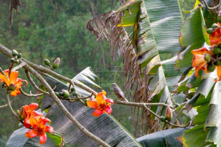 In der pulsierenden Frühlingszeit Bangladeschs, inmitten des üppigen Laubes des Bombax Ceiba Baumes, kann man den bezaubernden Anblick eines schönen Vogels beobachten. 
