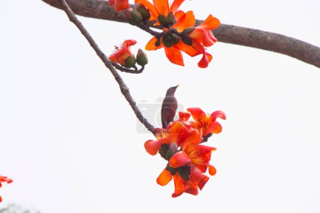 Entre las flores vibrantes del árbol de Shimul, un pájaro adornado con plumaje colorido se posa con gracia, su canto melodioso que se suma al encanto de la escena. 
