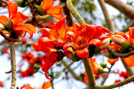 The Bombax ceiba tree, also known as the silk cotton tree or Shimul in Bangladesh, bursts into vibrant blooms during the spring season. Its canopy becomes a spectacle of fiery red flowers, contrasting beautifully against the lush green foliage