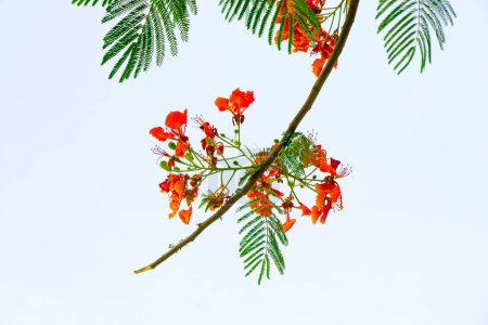 Flamboyant, Delonix regia, auch als königliche Pointe bekannt, ist eine atemberaubende Blütenpflanze aus der Familie der Bohnengewächse Fabaceae.
