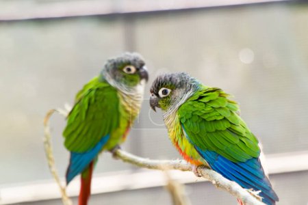 Two vibrant parrots perched gracefully on a branch, their colorful plumage contrasting beautifully against the lush green foliage. With curious eyes and elegant poses, they exude a sense of natural wonder and harmony.