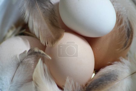 Foto de Huevos orgánicos entre plumas de pollo, de cerca. Concepto de alimentación saludable idea. - Imagen libre de derechos