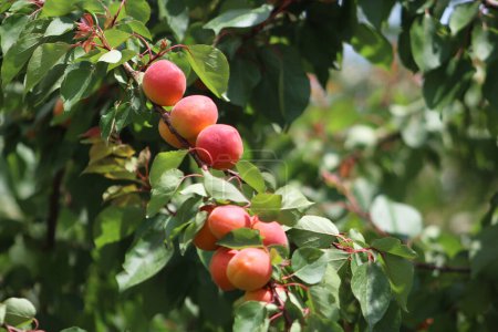Foto de Albaricoque en rama de árbol en huerto. Deliciosa y madura fruta de verano en el jardín. - Imagen libre de derechos