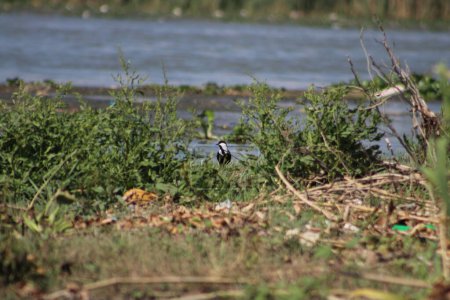 Photo for Spur-winged lapwing or spur-winged plover or Vanellus spinosus in nature. Environment day concept idea. Selective focus. - Royalty Free Image