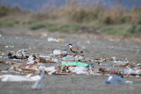 Photo for Spur-winged lapwing or spur-winged plover or Vanellus spinosus among trash on coastline. Environment day concept idea. Selective focus. - Royalty Free Image