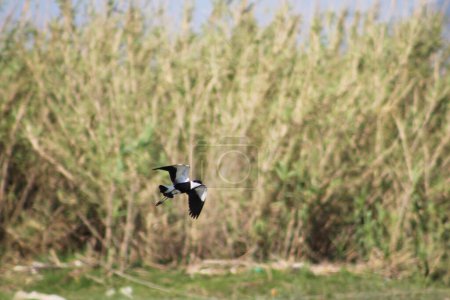 Photo for Spur-winged lapwing or spur-winged plover or Vanellus spinosus  bird fly on Orontes River. - Royalty Free Image