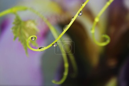 Foto de Rama con gotas de rocío de cerca. Flor de iris reflectante en gota de lluvia. - Imagen libre de derechos