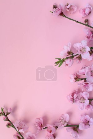 Foto de Concepto de primavera. Ramas de árboles en flor aisladas sobre fondo rosa. Vista superior sobre flor de nectarina rosa formada como marco con espacio para texto. - Imagen libre de derechos