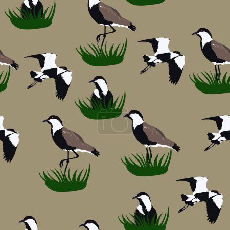 Photo for Pattern of Spur-winged lapwing or spur-winged plover or Vanellus spinosus bird isolated in nature. - Royalty Free Image