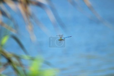 Foto de Blue dragonfly fly in nature. Blurred blue sea background. Selective focus on blue dragonfly. - Imagen libre de derechos