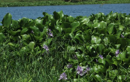Photo for Blossoming water hyacinths (Eichhornia crassipes) flower in river. - Royalty Free Image