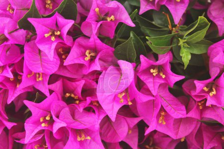 Foto de Bougainvillea rosa llamativa y floreciente pequeña flor amarilla con hojas verdes en verano. Lleno de flor de la pantalla buganvilla rosa, de cerca. - Imagen libre de derechos