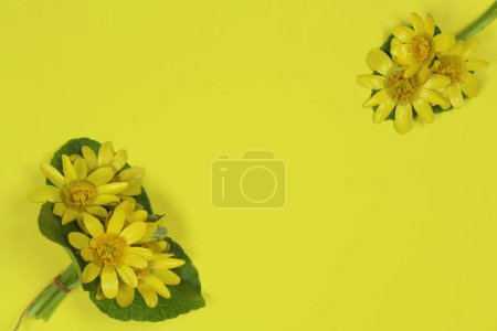 Foto de Flores de celidonia menor (Ranunculus ficaria) con hojas verdes aisladas sobre fondo amarillo. Espacio para texto, vista superior. - Imagen libre de derechos