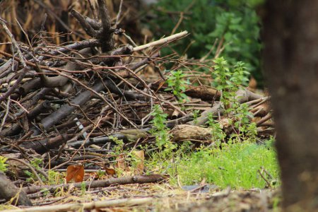 Camouflaged common chiffchaff (Phylloscopus collybita) bird on bushes.