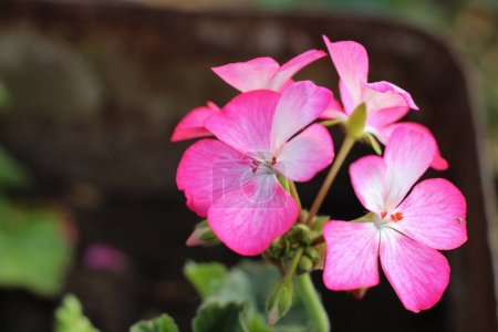 Pink pelargonium, blossom pink geranium flower in garden with space for text. Selective focus. 
