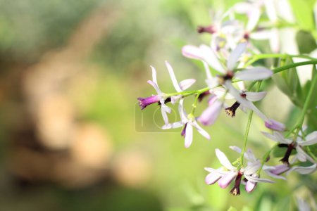 Rosaire, Melia azedarach (Rosaire ou Chinaberry) fleurs sont petites et parfumées avec des pétales violet clair ou lilas floraison se produit au printemps-été.