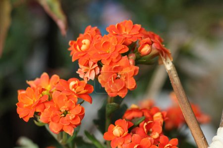 Photo for Flowering orange kalanchoe flower in garden. - Royalty Free Image