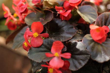 Photo for Red begonia with bronze leaf flowering in garden. - Royalty Free Image