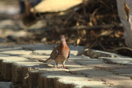 The laughing dove (Spilopelia senegalensis) a small pigeon on the ground.
