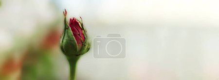 Foto de Brote de rosa rosa en el jardín. Enfoque selectivo en rosa rosa con espacio para texto. - Imagen libre de derechos