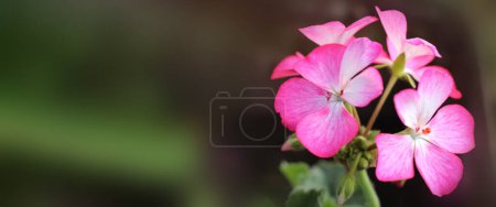 Pink pelargonium, blossom pink geranium flower in garden with space for text. Selective focus. 