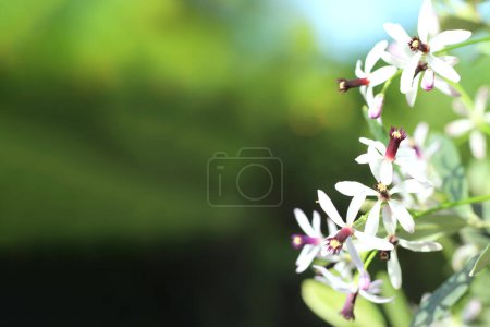 Rosaire, Melia azedarach (Rosaire ou Chinaberry) fleurs sont petites et parfumées avec des pétales violet clair ou lilas floraison se produit au printemps-été. Espace pour le texte.