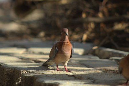 The laughing dove (Spilopelia senegalensis) a small pigeon on the ground.