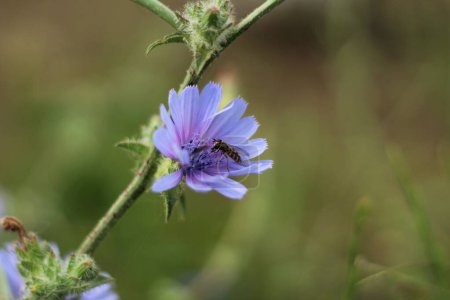 Flor púrpura flor en la naturaleza. Detalle de una abeja Eupeodes en una flor común de achicoria (Cichorium intybus).