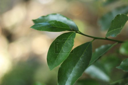 Rama de laurel con hojas verdes en la naturaleza. Hojas de laurel secas y utilizadas aromáticamente en las comidas.