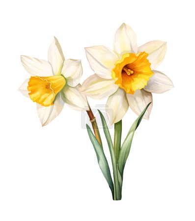 Téléchargez les photos : Narcisse aquarelle, printemps. Illustration clipart isolé sur fond blanc. - en image libre de droit