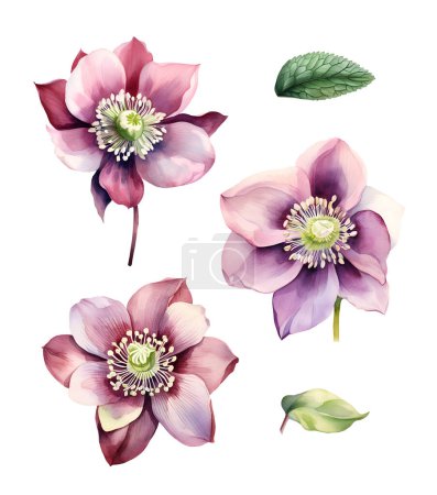 Aquarell Hellebore Blume. Illustration Cliparts isoliert auf weißem Hintergrund.