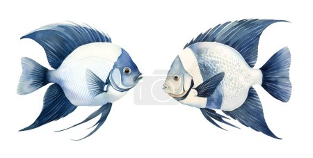 Watercolor Angelfish fish, sea. Illustration clipart isolated on white background.