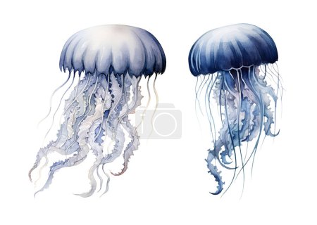 Watercolor jellyfish, sea. Illustration clipart isolated on white background.