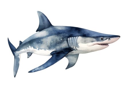 Tiburón acuarela, mar. Clipart de ilustración aislado sobre fondo blanco.