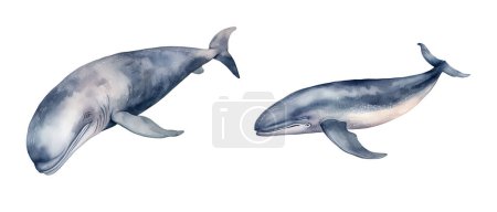 Watercolor sperm whale, sea. Illustration clipart isolated on white background.