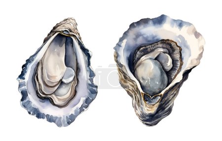 Watercolor oyster, sea. Illustration clipart isolated on white background.