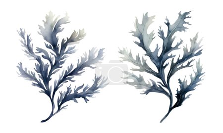 Watercolor seaweed, sea. Illustration clipart isolated on white background.
