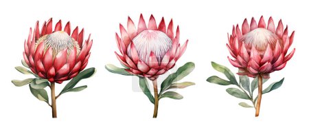 Watercolor Protea, Australian flora. Illustration clipart isolated on white background.