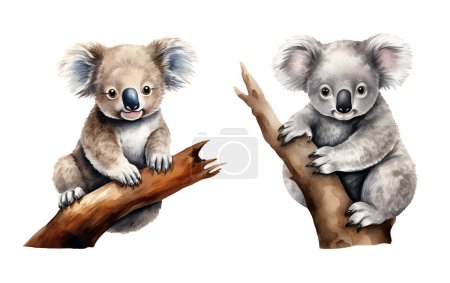 Téléchargez les photos : Aquarelle koala, faune australienne. Illustration clipart isolé sur fond blanc. - en image libre de droit