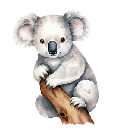 Téléchargez les photos : Aquarelle koala, faune australienne. Illustration clipart isolé sur fond blanc. - en image libre de droit